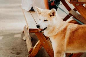 Red fluffy dog breed Akita inu. Akita dog on the background of a wooden table photo