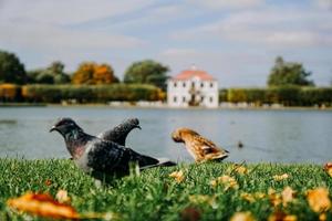 Tourism and architecture. Old vintage house. Focus on birds in the foreground photo