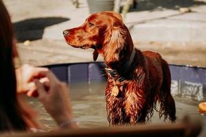 Setter rojo irlandés en la piscina para perros en un día caluroso y soleado. espacio para mascotas, cuidado de animales