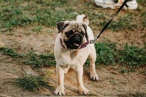 lindo pug gris con una correa en la hierba verde. camine con su mascota en un día soleado foto