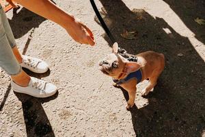 Small french bulldog with blue eyes. The hand of the hostess gives a treat photo