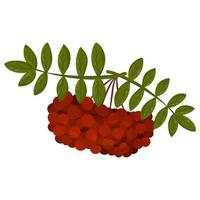 Sprig of mountain ash. Autumn design element. Vector illustration, cartoon style.