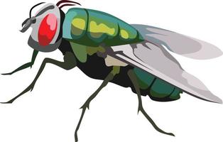 vector animal insecto mosca verde