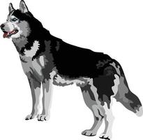 Husky Dog Animal Vector