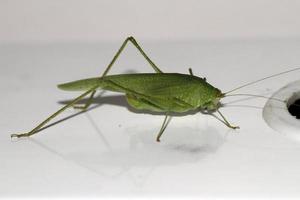 Grasshopper on table photo