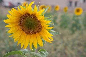 Close up of a sunflower with many others in a field as background photo