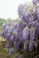 Hermoso y colorido arbusto de Wisteria sinensis durante su floración foto