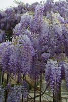 Closeup of colorful wisteria sinensis tree during blooming photo