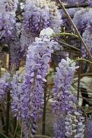 Closeup of a wisteria sinensis plant with beautiful lilac flowers photo