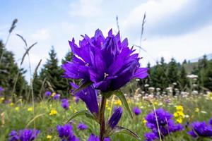 2021 07 23 Revine Lago Campanula glomerata 1 photo