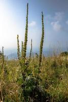 2021 07 23 Revine Lago Verbascum Nigrum foto