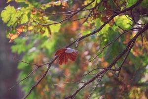 Autumn background with oak branches on a blurred green background photo