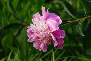 Large pink peony on a blurred background of green leaves. photo