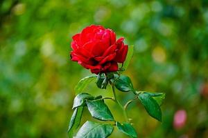 beautiful rose on a green background of leaves and grass photo