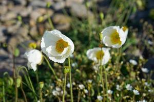 White poppies on a background of rocks and grass. photo