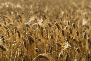 Natural background with a view of a field with grain crops photo