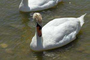 Retrato de un cisne blanco en el fondo de la superficie del agua foto