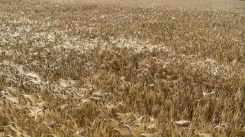 Fondo natural con vistas a un campo con cultivos de cereales
