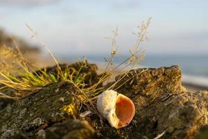 Still life with seashells on a blurry background photo