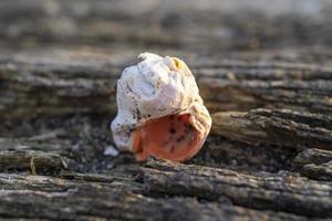 Still life with seashells on a blurry background photo