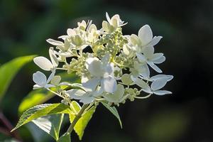 Hydrangea flowers close-up on a blurry background photo