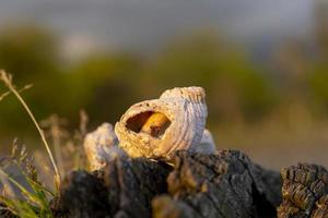 Still life with seashells on a blurry background photo