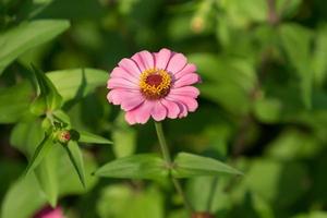 large pink flower-zinnia of the family Asteraceae photo