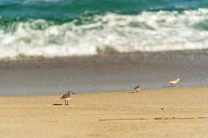 Seascape with birds Large Sandstone on the beach. photo