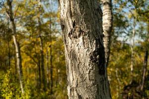 Natural background with a view of a tree trunk photo