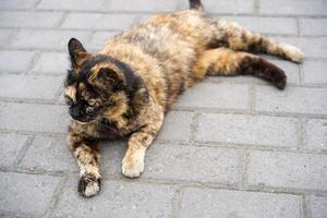 Portrait of a tricolor cat lying on the sidewalk photo