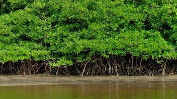 rafting de bambu pelos manguezais exuberantes video