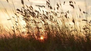 Picturesque slope of the sea coast on a warm summer day video