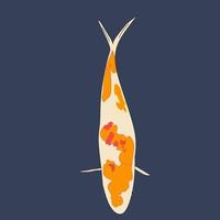 Koi fish vector illustration of colorful Japanese goldfish in Asia