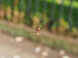 Cross spider Araneus diadematus photo