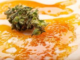 concentrate golden resin wax and dry green cannabis bud with high thc close up