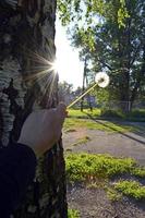 Dandelion in hand in sunbeams. Girl holding a white dandelion, leaning against the trunk of a birch tree against the backdrop of sunset. photo