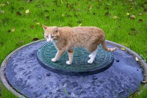 Cat on the lawn grass. A ginger kitten stands on a sewer manhole against a background of blurred green grass. photo