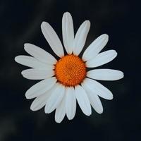 Beautiful symmetrical orange and white flower photo