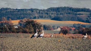 A family of storks in a field photo