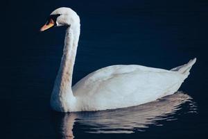 cisne blanco sobre un fondo de agua suave foto