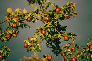 una gran manzana roja en la rama foto