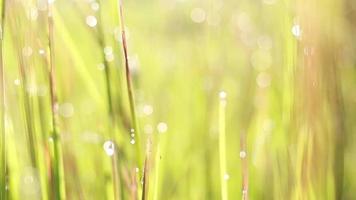 Bokeh gotas de rocío en la planta de arroz cuando sale el sol video