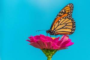 Mariposa monarca posado sobre una flor de zinnia rosa caliente con fondo azul.