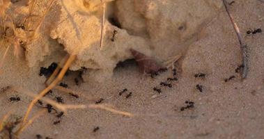 Cerca de hormigas en la arena. concepto de vida en el desierto. video