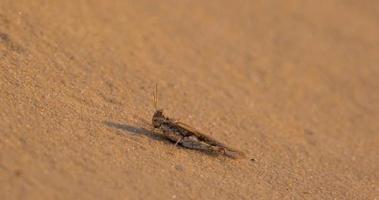 close-up van insecten in het zand. concept van het leven in de woestijn. video