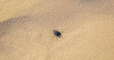 close-up de insetos na areia. conceito de vida no deserto. video