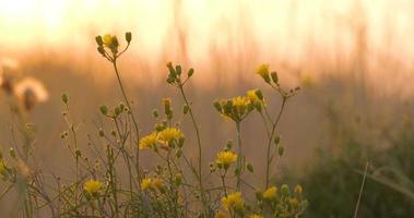 paesaggio con steppe selvatiche, erbe e fiori durante il tramonto video