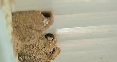 Close up of a bird in the nest video