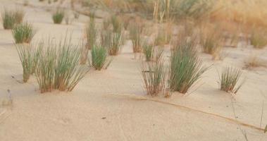 oleshky zand in Oekraïne. gemengd landschap met woestijn en steppe. video