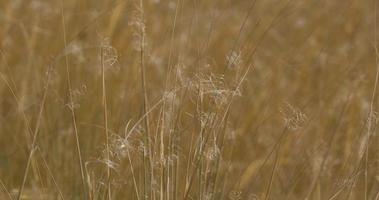 Close up of feather grass in the autumn fields video